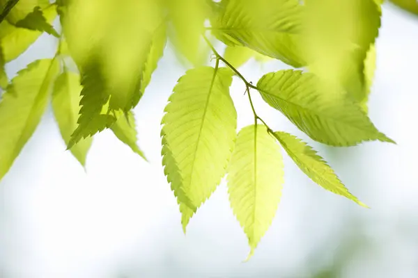 Крупним Планом Гілка Молодого Дерева Зеленим Листям Сонячному Світлі — стокове фото