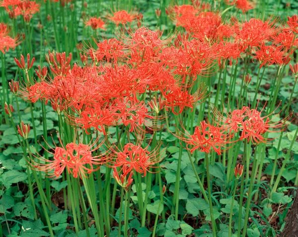 stock image red lily in the garden. close up.