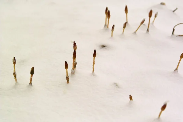 Bos Spruiten Van Gras Sneeuw — Stockfoto
