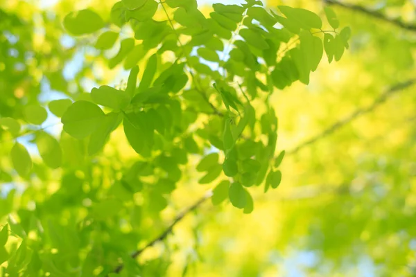 Belas Folhas Verdes Frescas Floresta — Fotografia de Stock