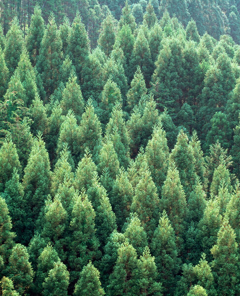 forest trees nature background, green wood