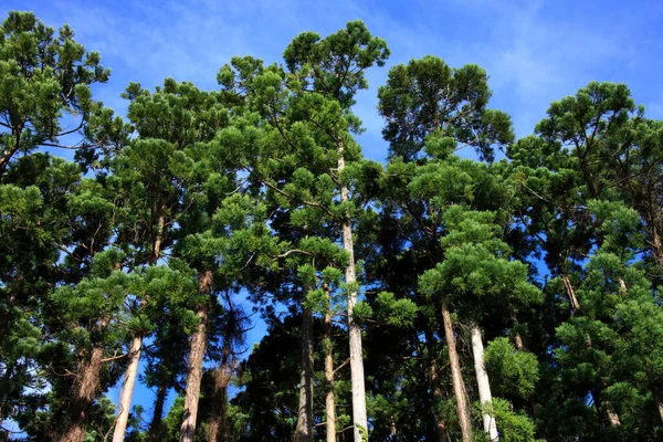 Соснові Дерева Ліс Літній Денний Вид — стокове фото
