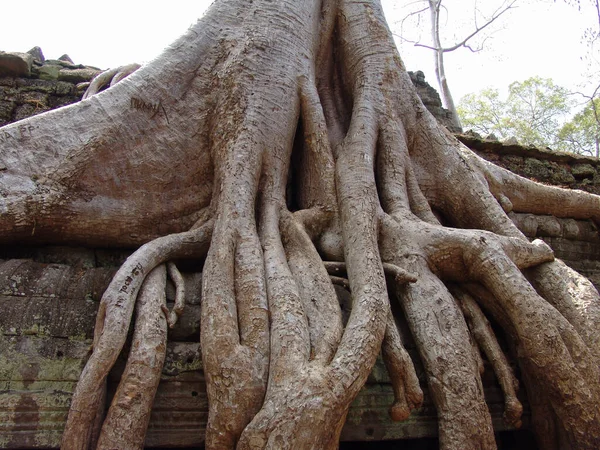 Корень Большого Дерева Растет Над Руинами Храме Ангкор Ват — стоковое фото