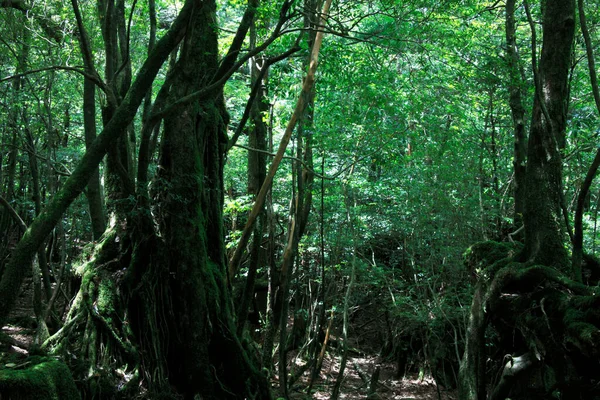 Belle Vue Sur Arbre Dans Forêt — Photo