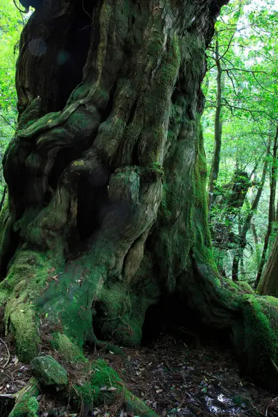 Bela Vista Árvore Floresta — Fotografia de Stock
