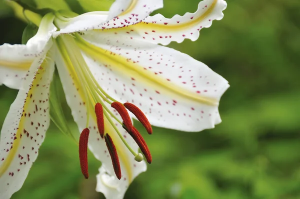 Цвіт Квітки Лілії Саду — стокове фото