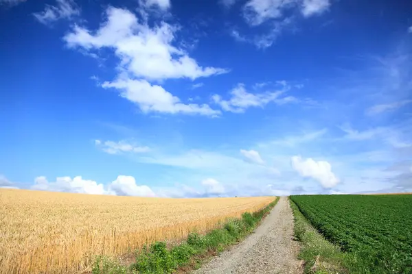 Сельский Пейзаж Дорогами Полями Пшеницы — стоковое фото