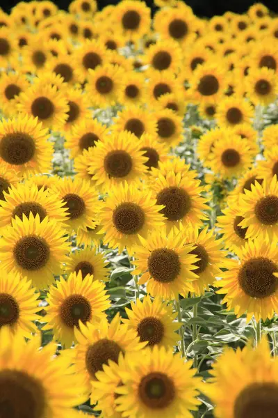 Yazın açan güzel ayçiçeği tarlası