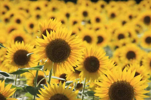 Mooi Bloeiende Zonnebloemenveld Zomer — Stockfoto