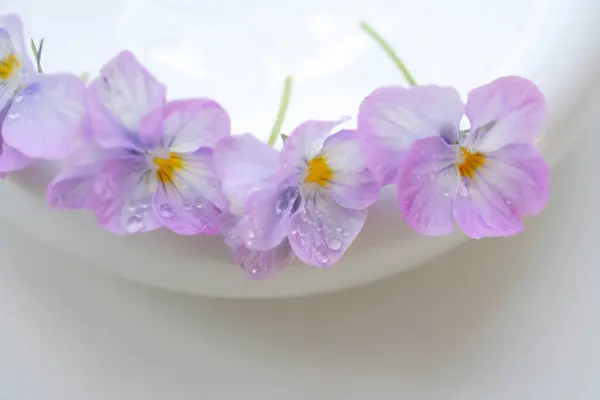 Nahaufnahme Von Schönen Lila Blumen — Stockfoto
