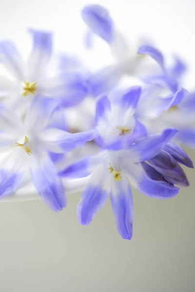 Schöne Lila Blumen Auf Verschwommenem Hintergrund Stockfoto