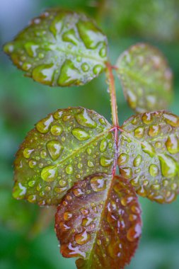 Yeşil bir yaprağa su damlıyor.
