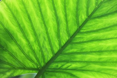 yeşil yaprak desenli arkaplan