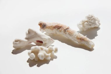 Deniz kabuklarının kapanışı