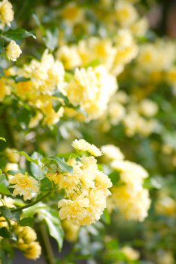 Güzel botanik fotoğrafı, doğal duvar kağıdı.