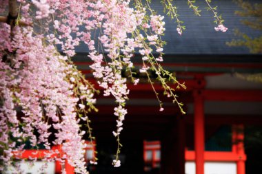 Bahçedeki güzel pembe sakura