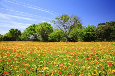 Lale çiçekleriyle güzel bir bahar bahçesi 