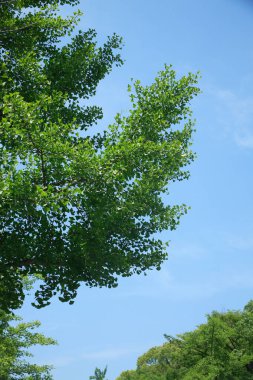 Ormanın güzel manzarası