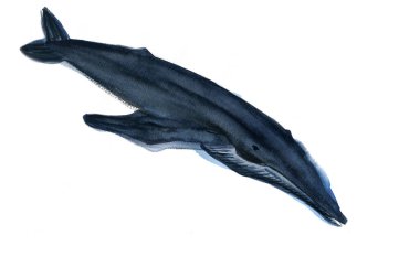 Beyaz arkaplanda balina suluboya çizimi 