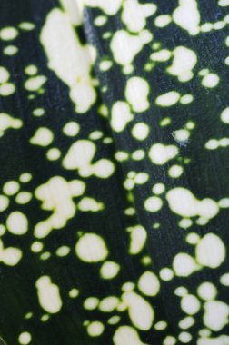 Yeşil ve beyaz yaprak dokusu, kapat 