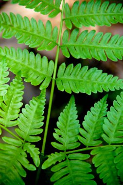 Fern yeşil yaprakları yakın çekim
