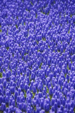 Bahar bahçesinde güzel mavi sümbüller