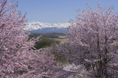 Japonya 'da kiraz çiçeği sakura 