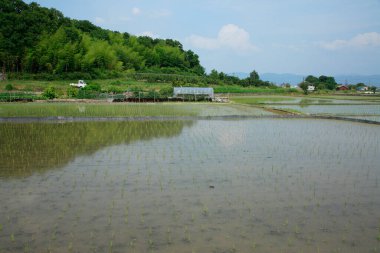 Kırsaldaki çeltik tarlası