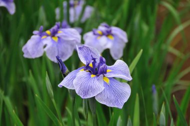 İris çiçeği, İris, Bahar çiçeği