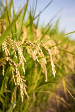 close up of rice plantation 