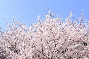 İlkbaharda kiraz çiçekleri, sakura ağaçları                