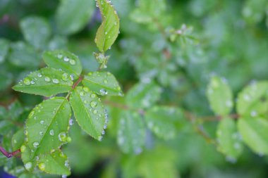 Çiyin içindeki yeşil yapraklar, kapat.