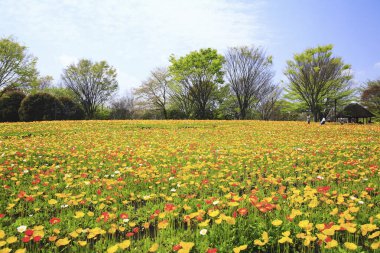 Lale çiçekleriyle güzel bir bahar bahçesi 