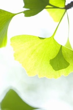 Güneş ışığında yeşil yaprakları olan genç ağaç dalına yakın çekim