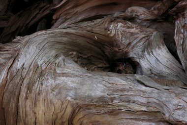 Ağaç kabuğu dokusu kapat