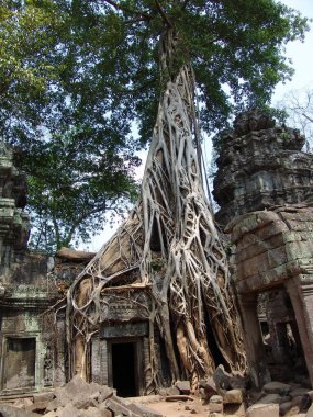 Angkor Wat tapınağındaki harabelerin üzerinde büyük ağaç kökü büyüyor.