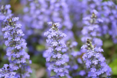 Yazın mavi çiçeklere yakın.