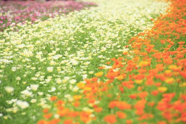 Bahçedeki güzel kozmos çiçekleri