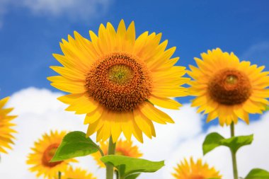 Gündüz vakti tarlada çiçek açan ayçiçeklerinin yakınlaşması 