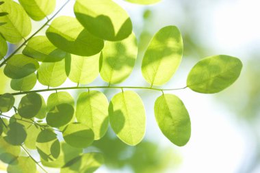 beautiful green leaves on blurred background 