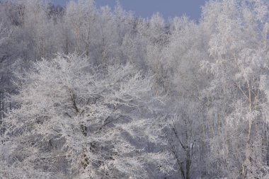 Kış manzarası, güzel orman kırağı ile kaplı.