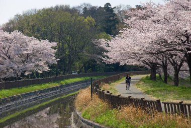 Japonya 'da kiraz çiçekleri, Tokyo