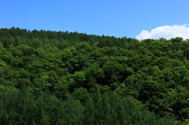 Dağlardaki ormanın yaz manzarası