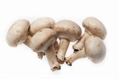 taze petrol beyaz zemin üzerine izole.