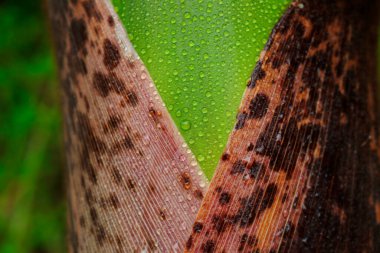 Su yeşil yaprağa düşer.