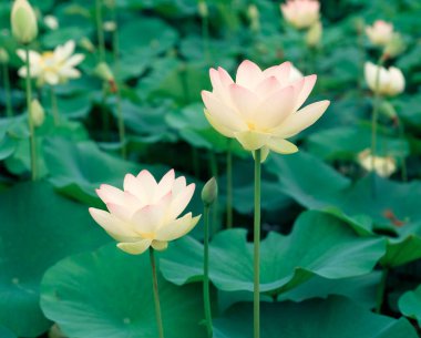 Lotus çiçeğinin güzelliği