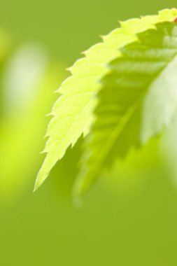 beautiful green leaves on blurred background 