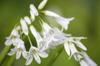 Bahçedeki güzel çiçekler