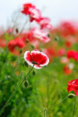 Yazın güzel kırmızı gelincik çiçekleri