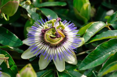 Bahçedeki güzel çiçekler